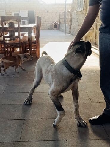 heyvanlara verilen adlar: Kanqal, 4 ay, Dişi, Peyvəndli — 3