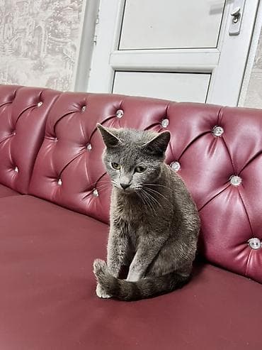 pişik üçün daraq: Britan, Yaxşı əllərə — 3