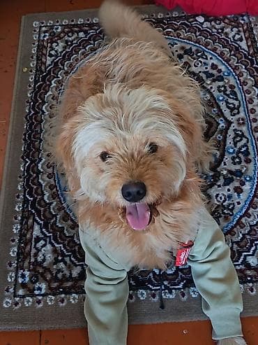 pitbull itleri: Pudel, 7 ay, Erkek, Peyvəndli, Ünvandan götürmə — 1