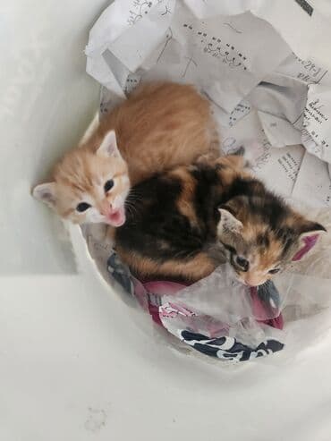 котята в хорошие руки бесплатно: Coox gozeldir pulsuz verilir oynayandir yaxwi ellere merdekan wuvelan — 5