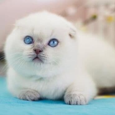 it ucun evler: Şotland, Erkək, Dişi, Yaxşı əllərə, Ünvandan götürmə, Pulsuz çatdırılma, Ödənişli çatdırılma — 6