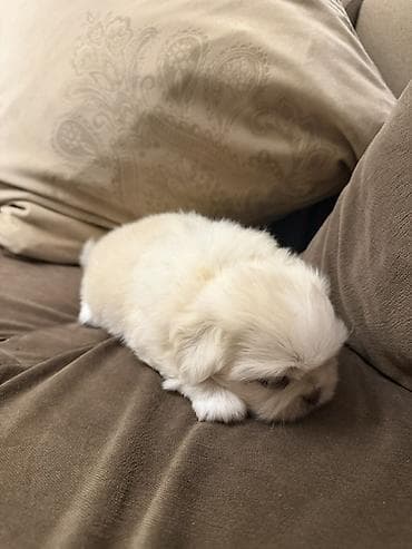 doberman bala: Pekines, Dişi — 2