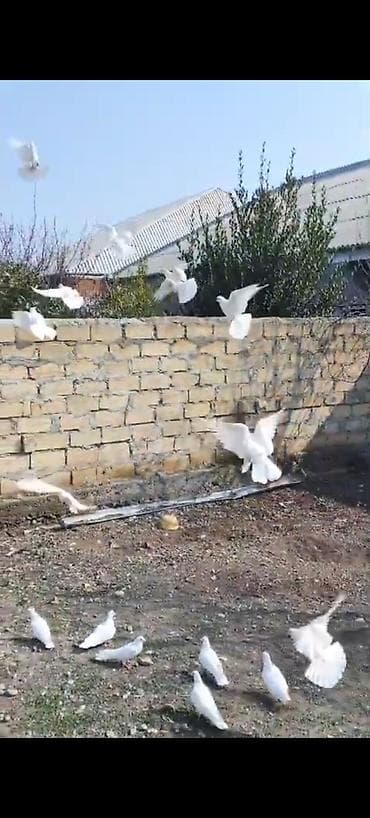 dekarativ quslar: Salam aleykum 30 dene təmiz ağlar 12 tük 1 nəsil tərgizmə kom 300 — 1