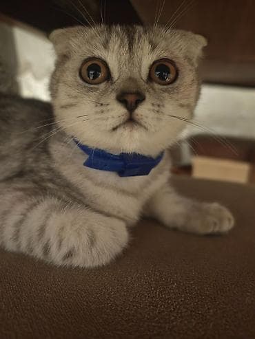 Şotland, Erkək, Ünvandan götürmə