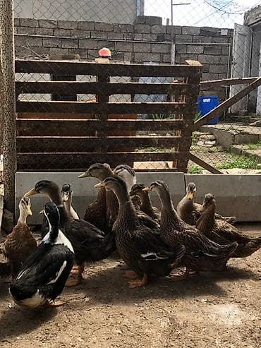 lal ördəklər: Ördəklər barter olunur baxır təklifə — 6