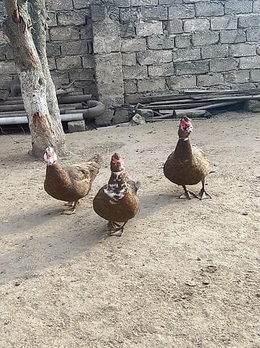 Erkək, Damazlıq, Ödənişli çatdırılma