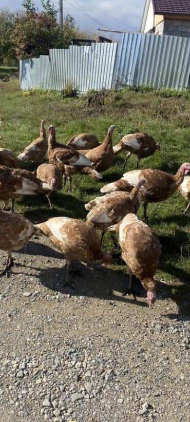 cins inekler azerbaycanda: Salam alekum bu hidusqa satandab 5 hidusqa zakaz etmisik pulu atmisiq — 7