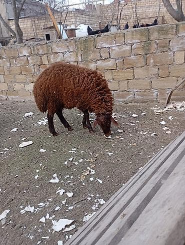 qus dami satilir: Erkey toglu 25 27 kilo arasi eti var qiymete göre narahat etme — 1