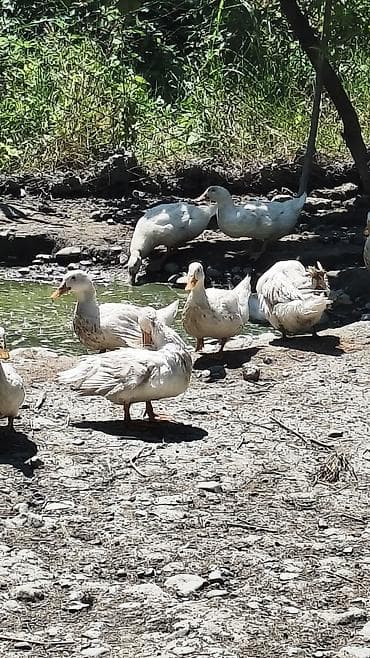 hinduşka əti qiyməti: Ağ Pekin (bolqar) ördəkləri satılır. Biri 15 manatdan 18 ədəd — 5