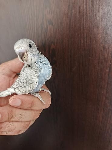 Quşlar: Salam. 1 aylıq bala quşlardır. Yemə düşəndə saracam. İstəyən indidən — 7