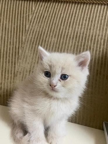 bala tutuquşu: Şotland — 4