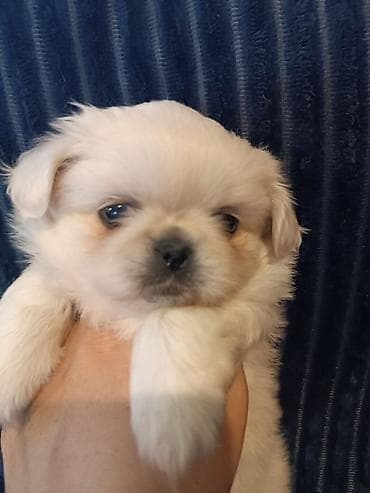 pekines itləri: Pekines — 2