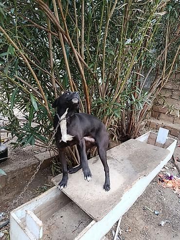 👉🏻6 aylıq cane corsa və pitbul qarışığı. maşına minir. tasma və lalafo.az -da 👉🏻6 aylıq cane corsa və pitbul qarışığı. maşına minir. tasma və