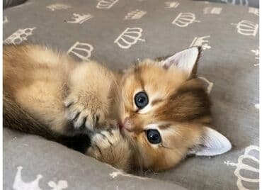 Tavalar: Şotland yastı qulaq — 10