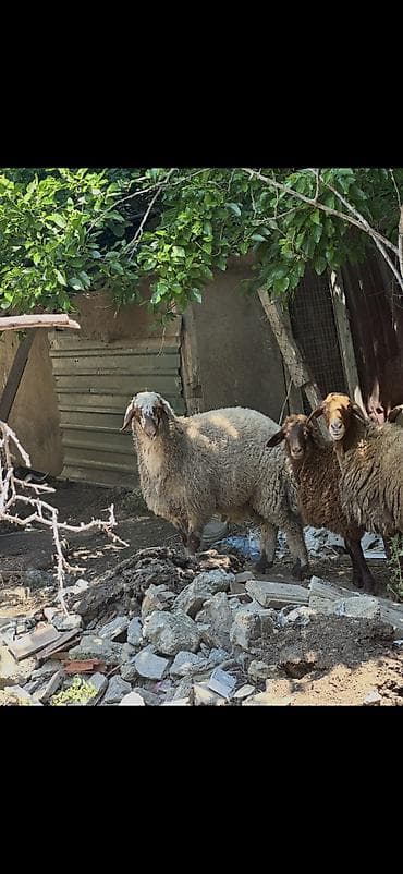 cin bildircin: Qoyunlar, qoçlar — 4