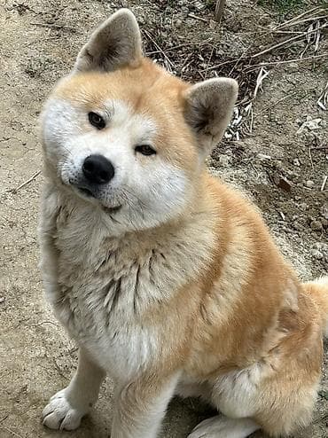 yapon iti: Akita-inu, 2 il, Erkek — 4