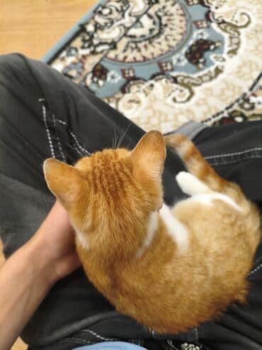 взять котёнка бесплатно: Самец, В добрые руки — 5