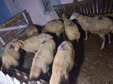 dana qiyməti xacmaz: 8 baş boğaz heyvan razılasma yoluile — 5