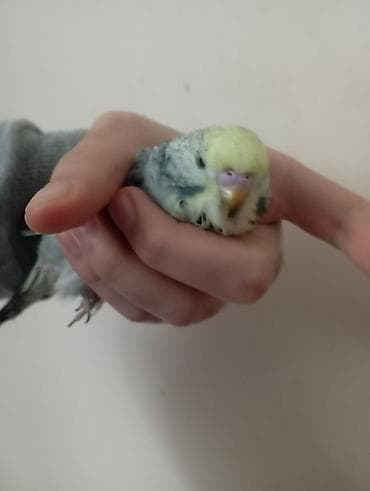 quş tələsi: Çex tutuquşu balaları ay yarımlıqdırlar təcili satıldığına görə bu — 3