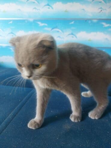 sfinks pişik: Şotland, Dişi — 3