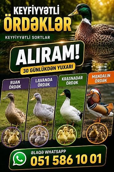 Keyfiyyətli ördəklər – seçmə sortlar Təklif olunan növlər: - Ruan