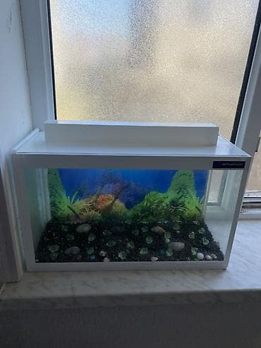 british cat: Dördbucaq akvarium, Boş, 20 l, Ünvandan götürmə, Ödənişli çatdırılma — 1