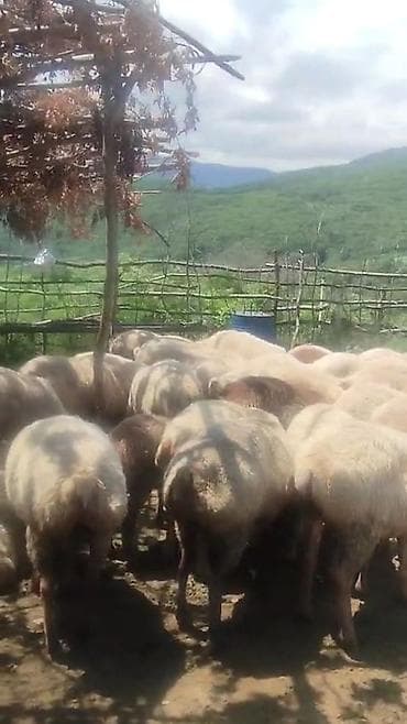 qax heyvan bazarı: QOYUNUMUZ. SATILIR. QİYMƏTİ. 380. AZN. ÜNVAN. BƏRDƏ. ƏLAQƏ. NÖMÜRƏ — 3