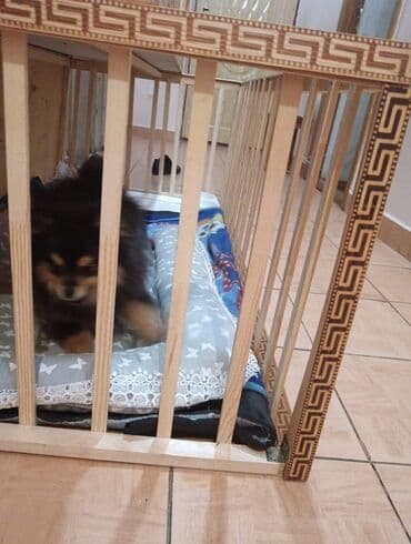 arı şəkilləri: Şpitz, Ünvandan götürmə — 4