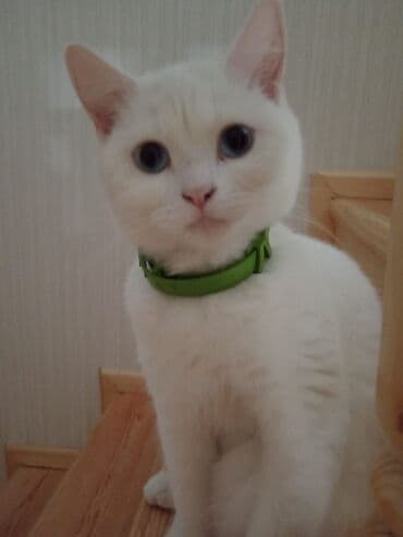 мейн кун купить в баку: Ağ pişik – zərif və mehriban ev heyvanı - Rəng: tam ağ tüklər - — 4