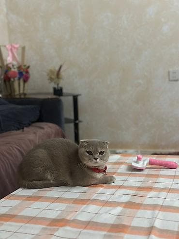 pisi: Şotland yastı qulaq, Yaxşı əllərə — 4