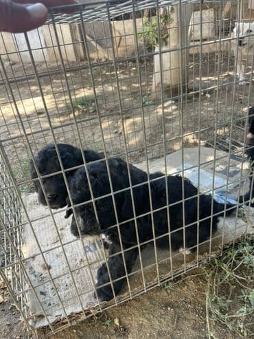 купить хаски щенка: Pudel, 2 ay, Erkek, Ünvandan götürmə — 3