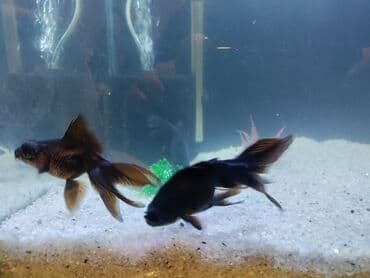 nemo baliq: Akula balığı, Sülhsevər — 3