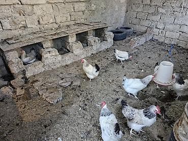 ev qusdari: Toyuq, Yumurtalıq — 4