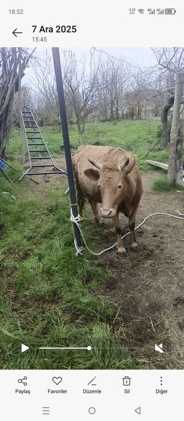 mal satisi: Dişi, il: 2, 160 kq, Damazlıq, Ünvandan götürmə — 2