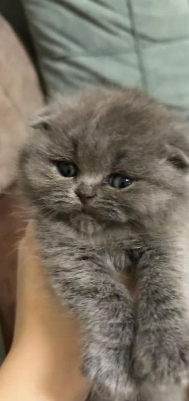 pişik latok: Britan — 2