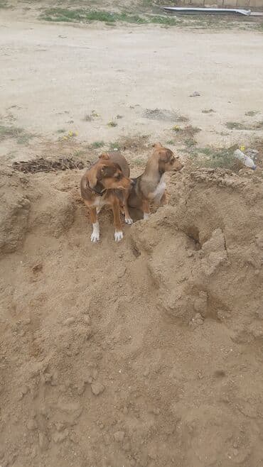 it satisi 2020: Zvonok, Erkek, Ünvandan götürmə, Ödənişli çatdırılma — 2