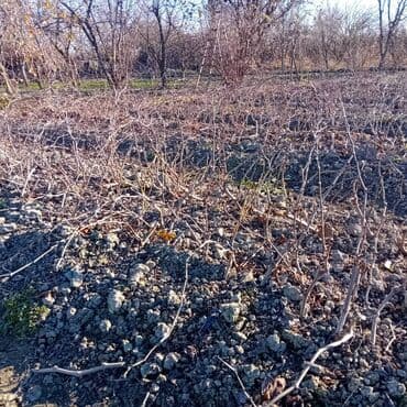 jaluz perdeler qiymetleri: 1 illik üzüm tingleri sağlam ela kökləri var 1500 denedir 50 den chox — 3