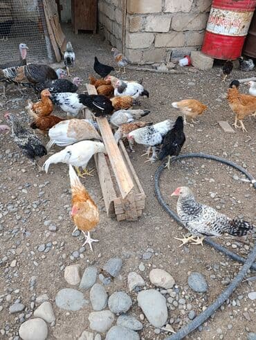 Toyuq cücələri, Ətlik lalafo.az -da Toyuq cücələri, Ətlik