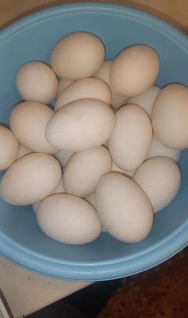 Mayalı ağ Pekin ördəyi yumurtasının alıram