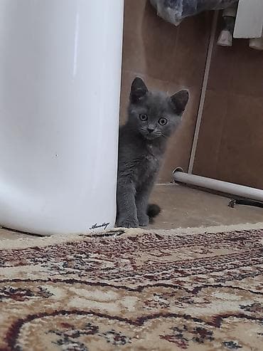 benqal pisik: Şotland, Erkək, Yaxşı əllərə — 2