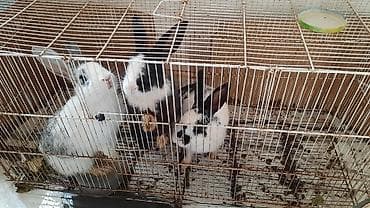 çin aslanı: Qəfəs ilə üç dovşan satılır Dovşan balaları – müxtəlif rənglərdə - — 2