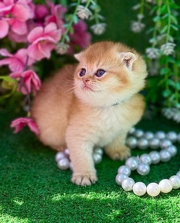 pisiy: Şotland — 7