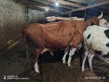 xarkov toyuqlari vikipediya: Dişi, il: 3, 600 kq, Südlük, Ödənişli çatdırılma — 1