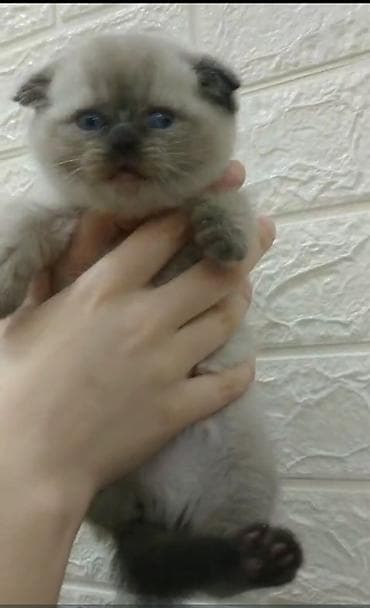 Erkək lalafo.az -da Erkək