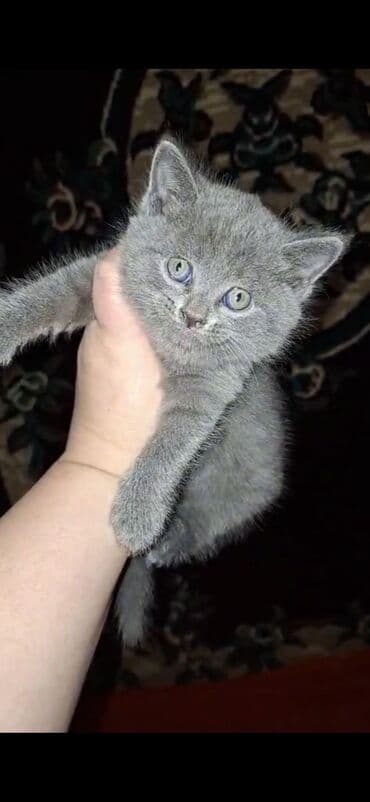 Pişiklər: 100 ile 500 arasi cins saf qan saqlam pisiklerimiz var sekilde olmayan — 1