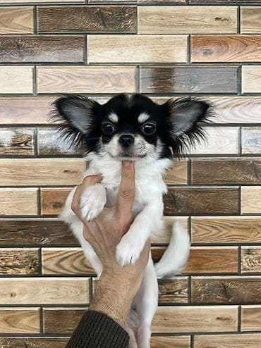 İtlər: Çixuahua, 6 ay, Erkek, Peyvəndli, Ödənişli çatdırılma — 6