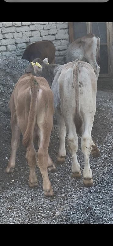 lalafo keci satisi: 1250 Manatdan BAŞLAYİR! Simental, Angus Şarol Lumizin Ağqulaq — 4