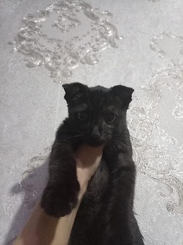 Şotland yastı qulaq, Erkək