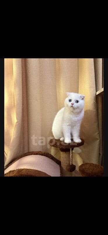 шотландская вислоухая кошка цена в баку: Шотландская, Самец, Самовывоз — 2