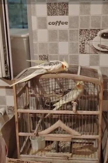 Korella erkək 1.6 yaş dişi 9 yaş ikisi bir yerdə satılır qəfəslə bir lalafo.az -da Korella erkək 1.6 yaş dişi 9 yaş ikisi bir yerdə satılır qəfəslə bir